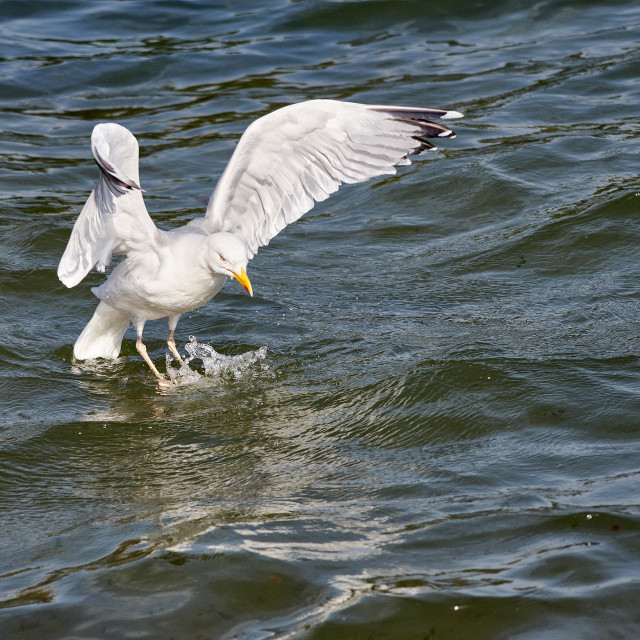 "A Seagull Bathing" stock image