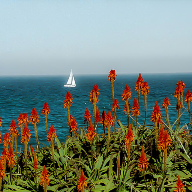 "Monterey Bay with flowers and sailboat" by JOHN MOUNT - $25.14 "Monterey Bay with flowers and sailboat" stock image