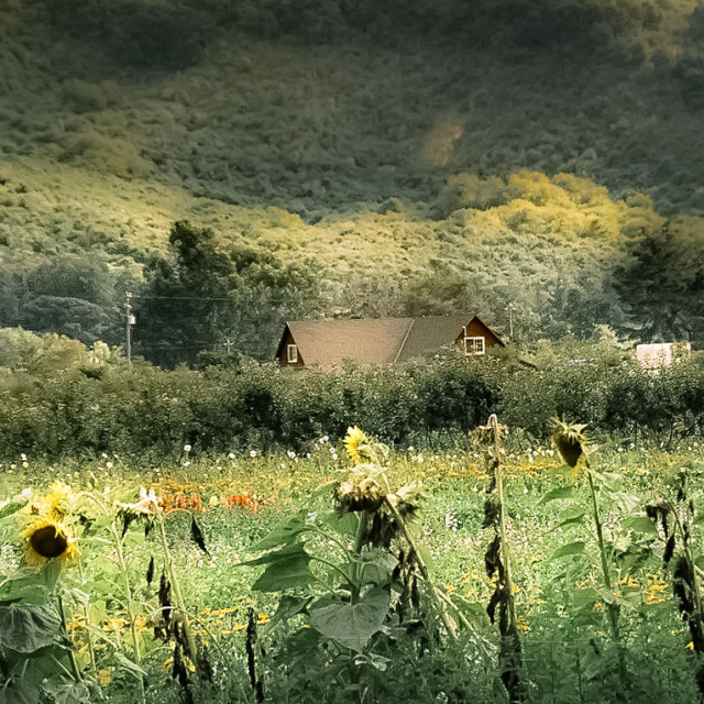 "Country Home with sunflowers" by JOHN MOUNT - $25.14 "Country Home with sunflowers" stock image