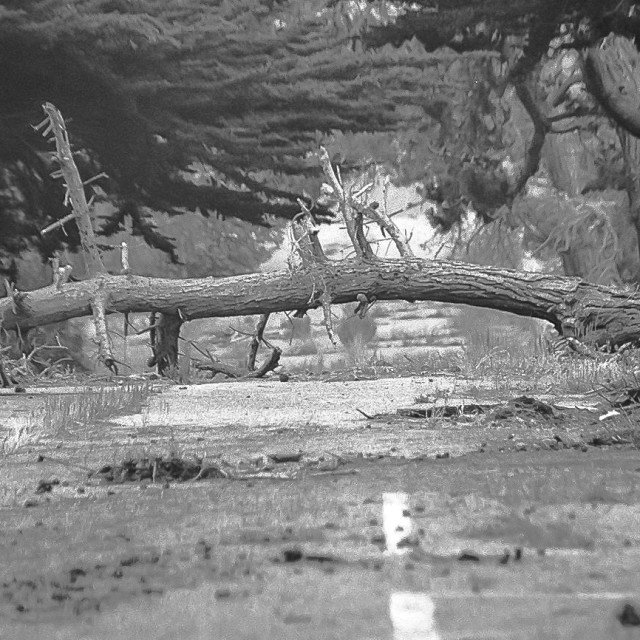 "Fort Ord" by JOHN MOUNT - $25.14 "Fort Ord" stock image