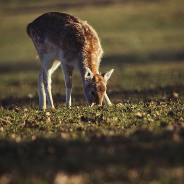 "Fallow Deer Calf grazing (Colour)" by Gareth Tallon (Abidastra) - $25.14 "Fallow Deer Calf grazing (Colour)" stock image