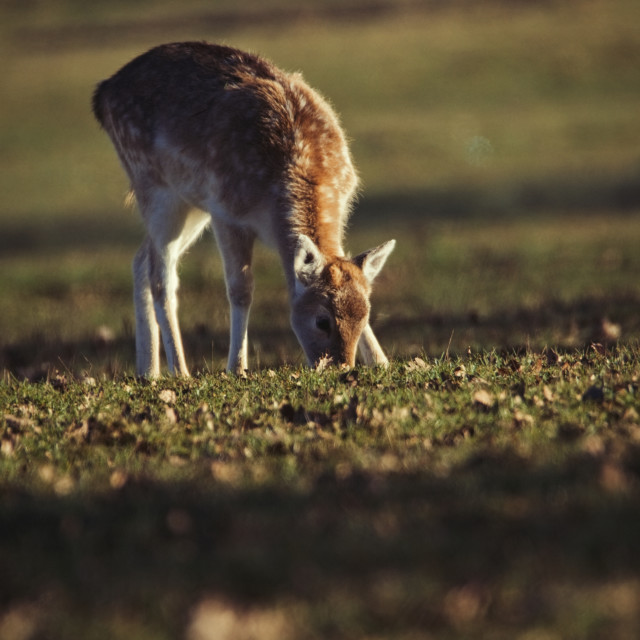 "Fallow Deer Calf grazing (Colour)" stock image