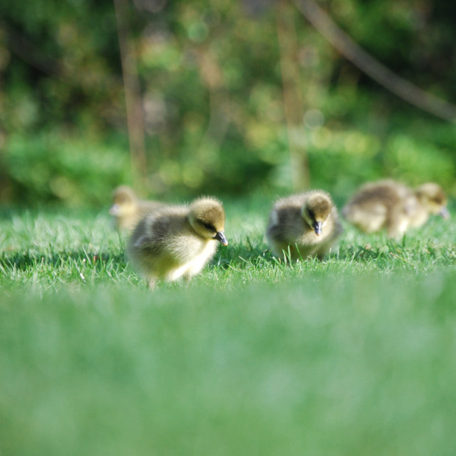 "Gaggle" stock image