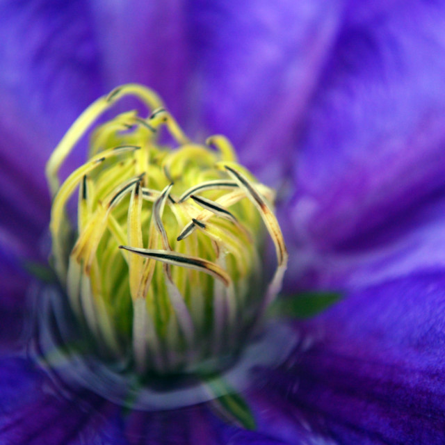 "Clematis in Rain" stock image