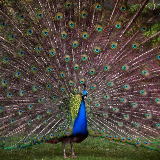 "Courtship" stock image