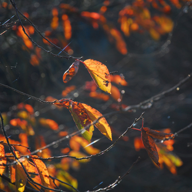 "Dead Things Fall" stock image