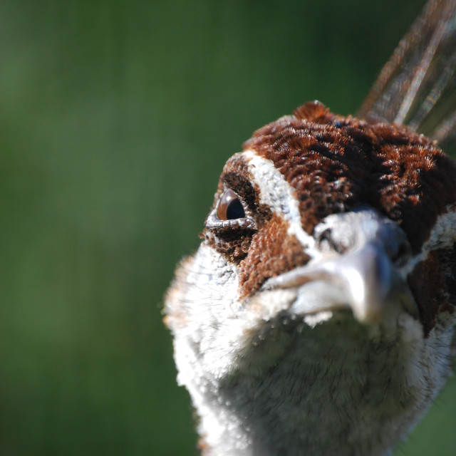 "Eugene" stock image