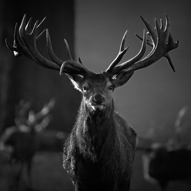 "Red Deer Sentinel" by Gareth Tallon (Abidastra) - $12.57 "Red Deer Sentinel" stock image