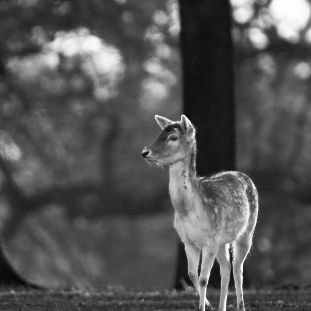 "Fallow Deer Calf" stock image