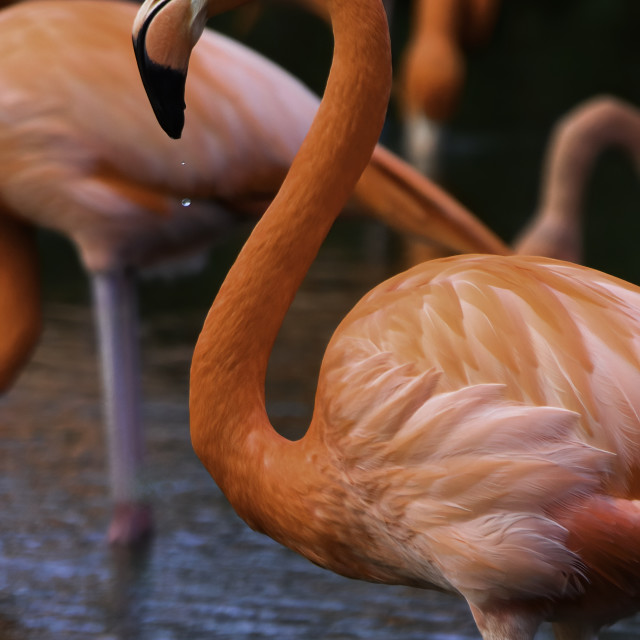 "Flamingo" stock image