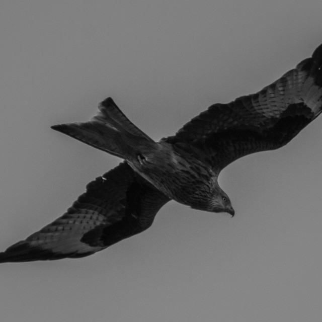 "Red Kite Flying High Over Dorset 1" by Dorset Rural Photography - £5.00 "Red Kite Flying High Over Dorset 1" stock image