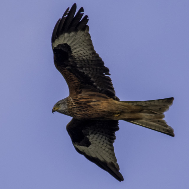 "Red Kite Flying High Over Dorset 5" by Dorset Rural Photography - £5.00 "Red Kite Flying High Over Dorset 5" stock image