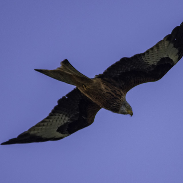 "Red Kite Flying High Over Dorset 6" by Dorset Rural Photography - £5.00 "Red Kite Flying High Over Dorset 6" stock image