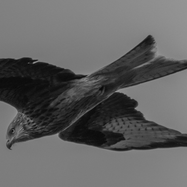 "Red Kite Flying High Over Dorset 4" by Dorset Rural Photography - £5.00 "Red Kite Flying High Over Dorset 4" stock image
