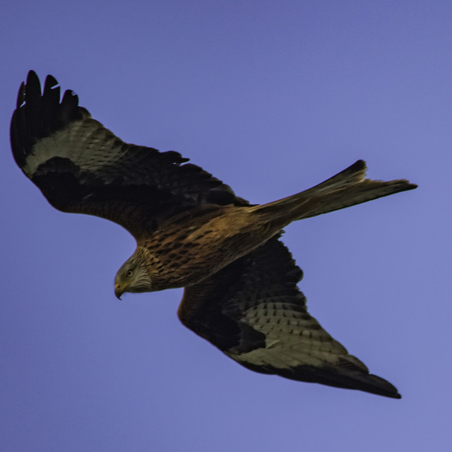 "Red Kite Flying High Over Dorset 3" by Dorset Rural Photography - £5.00 "Red Kite Flying High Over Dorset 3" stock image