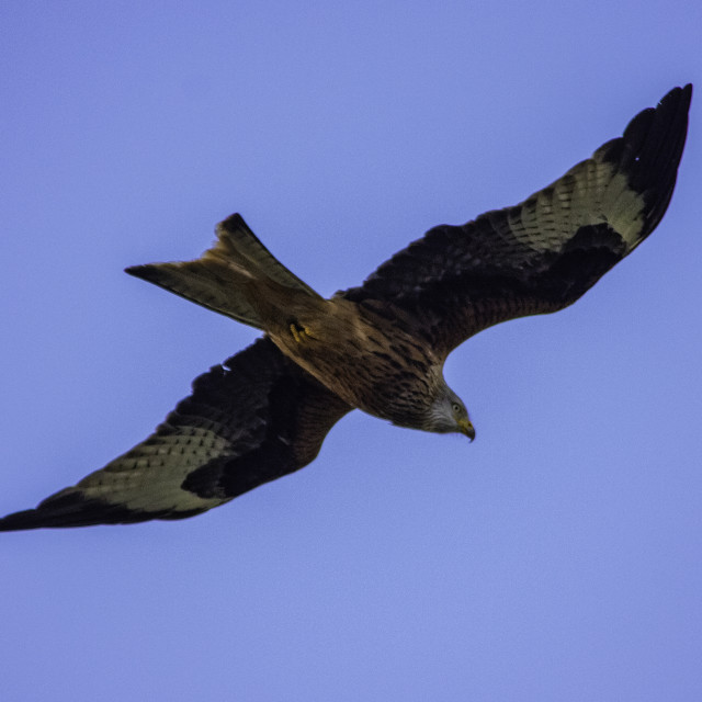 "Red Kite Flying High Over Dorset 2" by Dorset Rural Photography - £5.00 "Red Kite Flying High Over Dorset 2" stock image