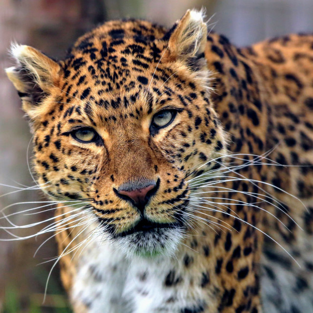 Big cat - Leopard full face - License, download or print for £ | Photos | Picfair Big cat - Leopard full face - License, download or print for £ | Photos | Picfair