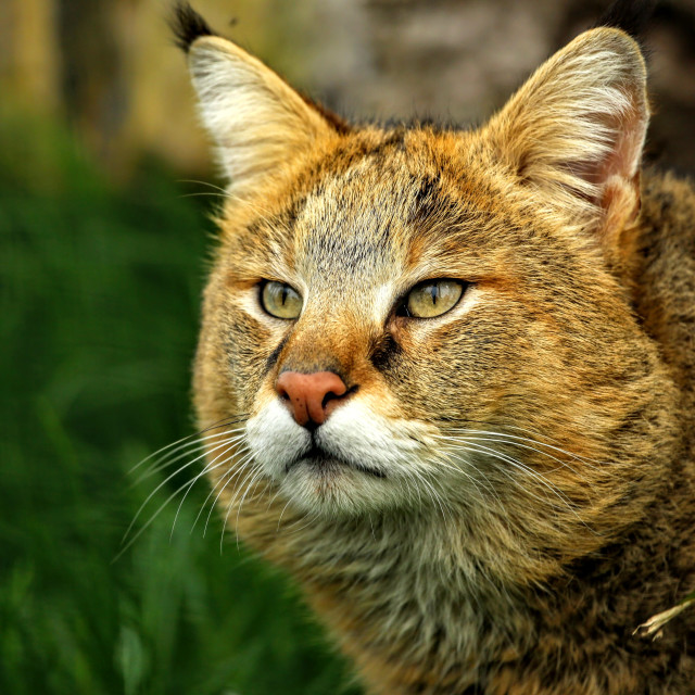 "Big cat - Jungle cat - headshot" stock image
