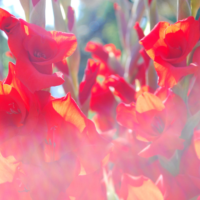 "Gladioli" stock image