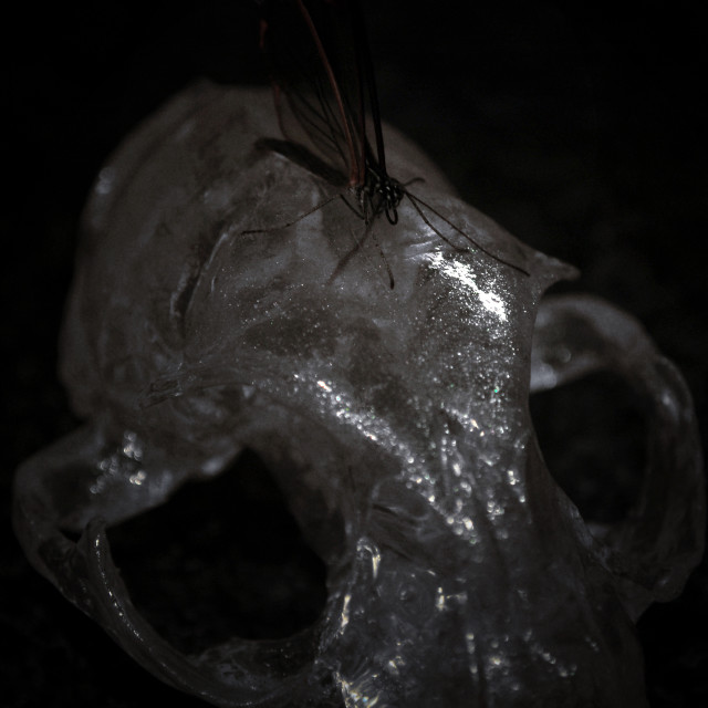 "Glasswing on a Glass Skull" stock image