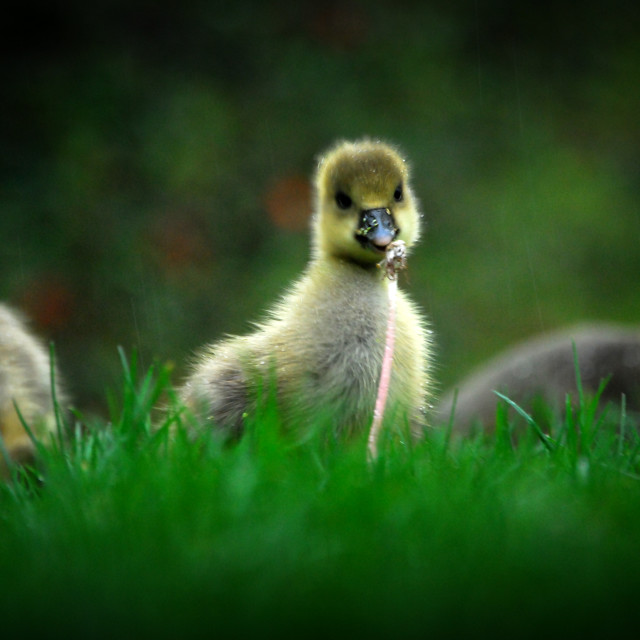 "Goslings in Rain" stock image