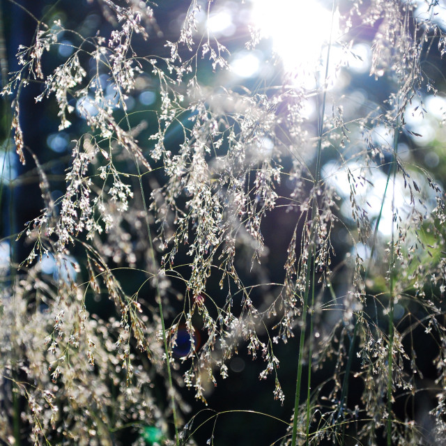 "Grass Light" stock image