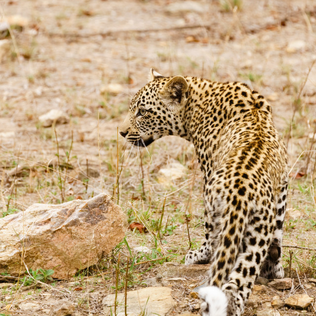 "Leopard (Panthera pardus) taken in Kruger Park, South Africa" stock image