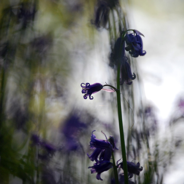 "Mid-Venture Heliotrope" stock image