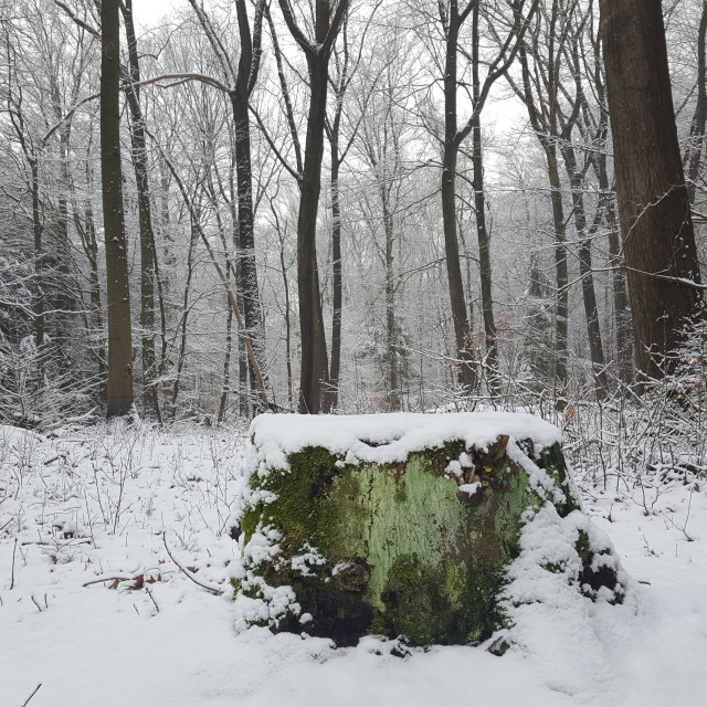 "Tree trunk" stock image