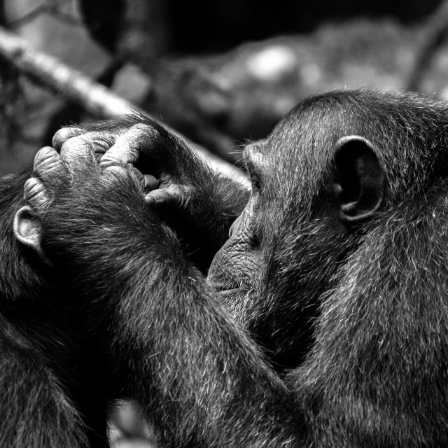 "Schimpansen - chimpanzees, Uganda" stock image