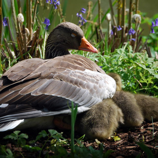 "Ornate in Slumber" stock image