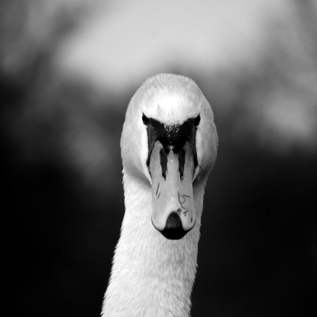 "Pleased to see me..." stock image