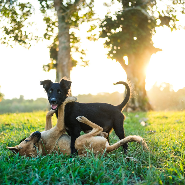 "Two dogs playing" stock image