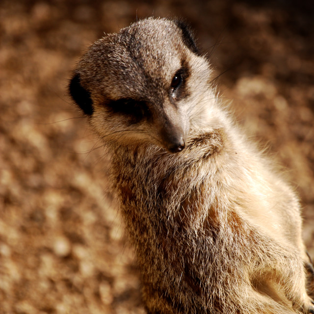 "Poseur" stock image