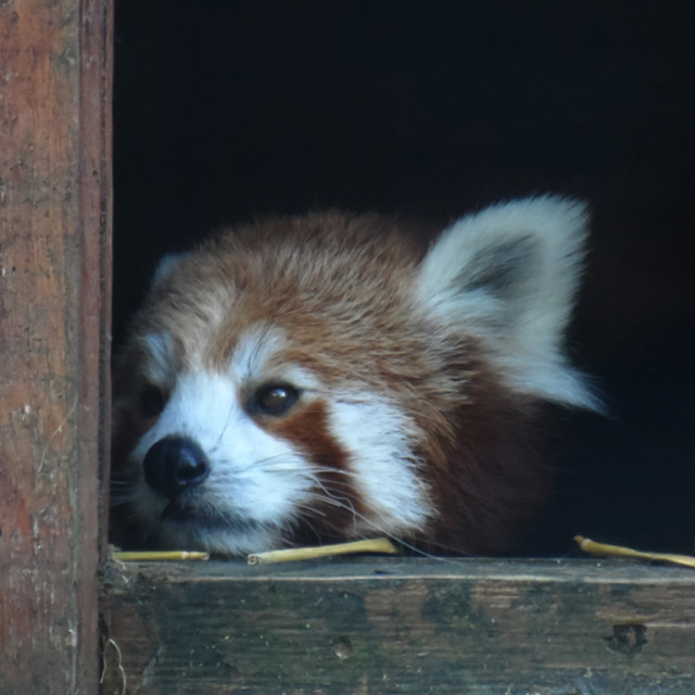 "Red Panda" stock image