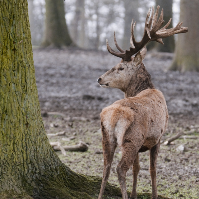 "Red Deer in the forest" stock image