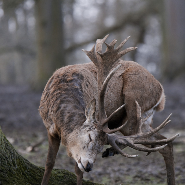 "Time for a scratch" stock image