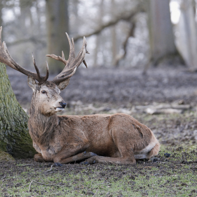 "Red Deer laying down in the forest" stock image