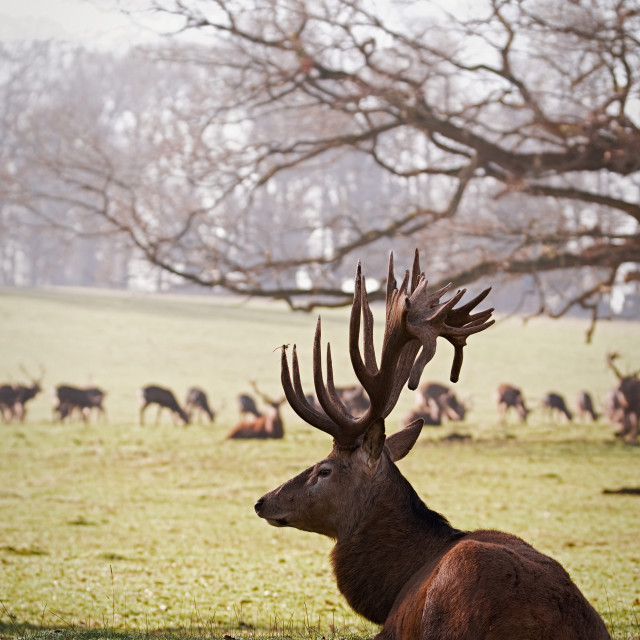 "Red Deer Resting (2)" stock image