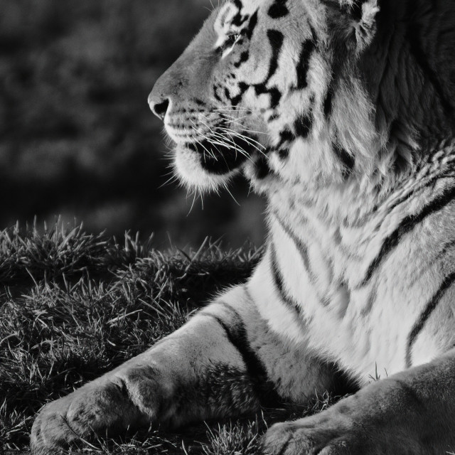 "Tiger (Black & White)" by Gareth Tallon (Abidastra) - $12.57 "Tiger (Black & White)" stock image