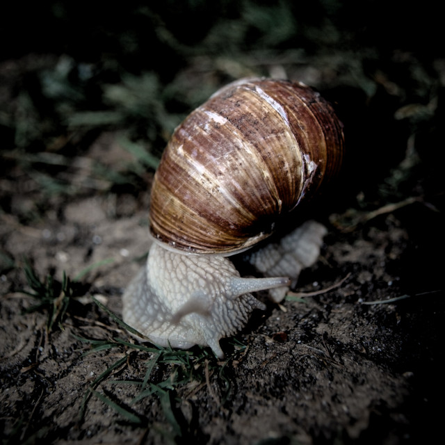 "Snail" stock image