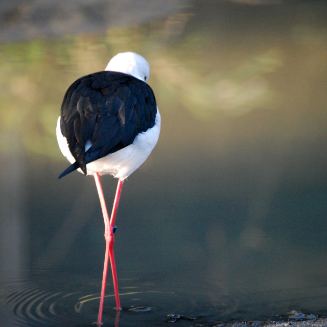 "Stilt" stock image