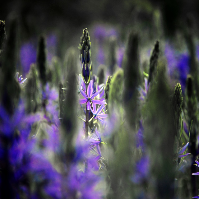 "Spectral Garden" stock image