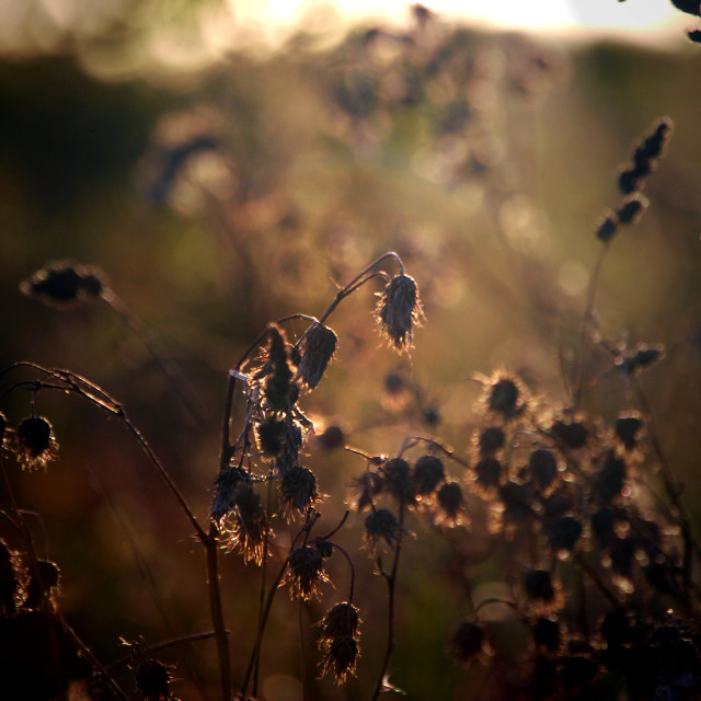 "The Endless Meadow" stock image