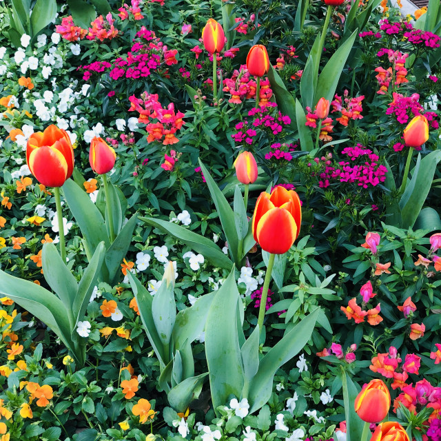 "Tulips in Bloom" stock image