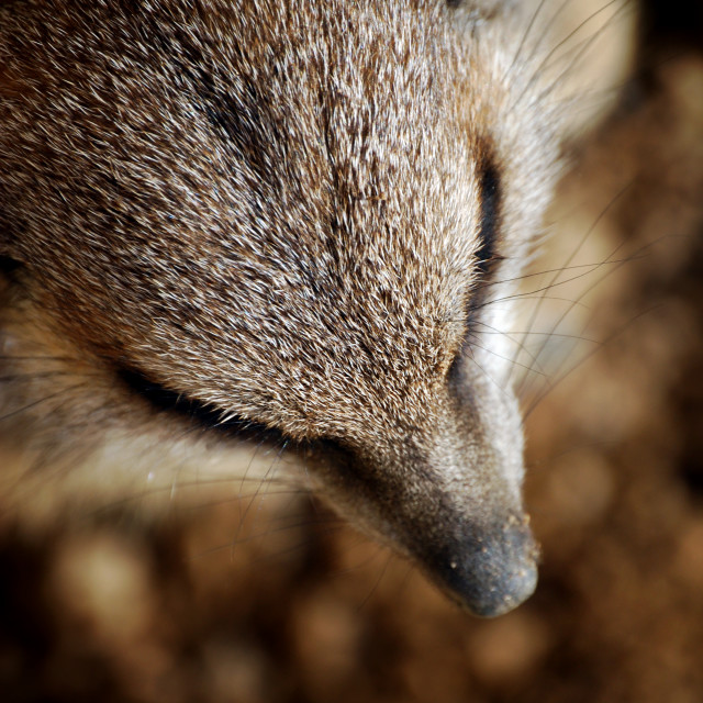 "The Snout" stock image