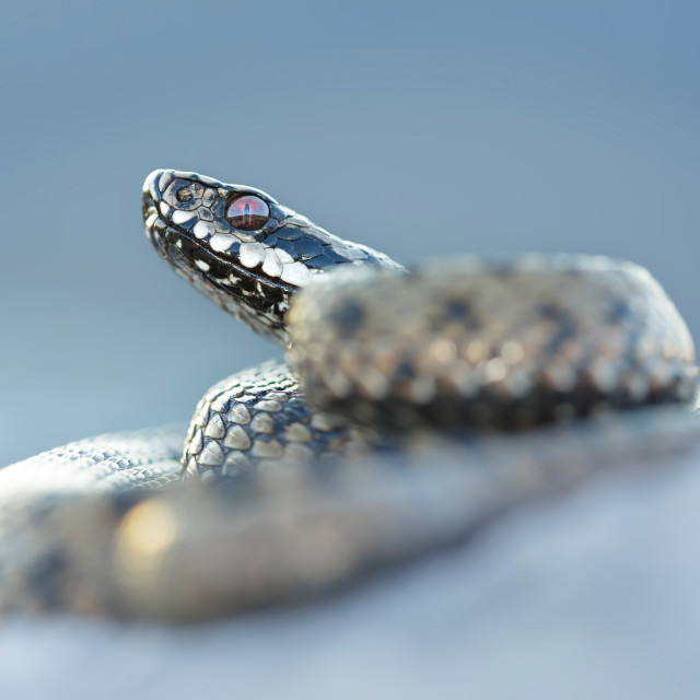 "Common adder" by Tiberiu Sahlean - $3.68 "Common adder" stock image