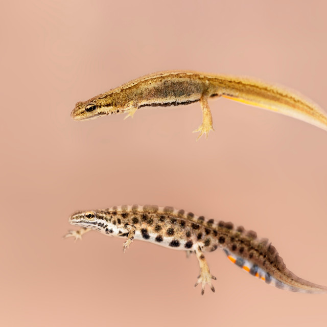"Lissotriton vulgaris" by Tiberiu Sahlean - $3.72 "Lissotriton vulgaris" stock image
