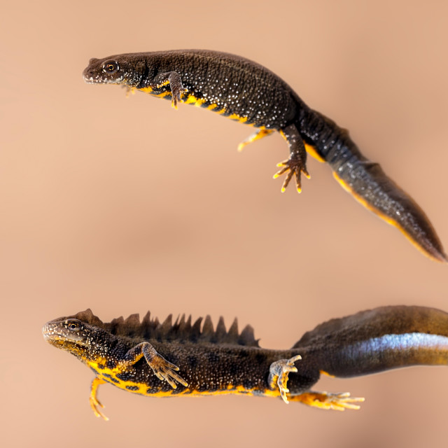 "Triturus cristatus" by Tiberiu Sahlean - $3.72 "Triturus cristatus" stock image