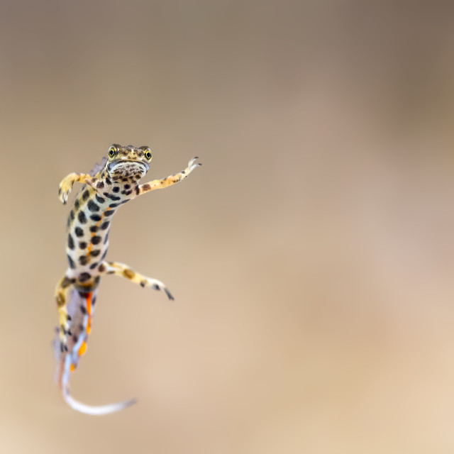 "Common newt" by Tiberiu Sahlean - $6.21 "Common newt" stock image
